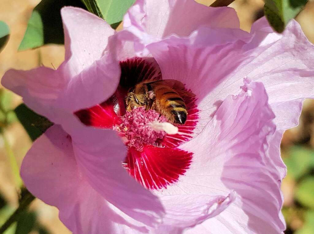 European Honey Bee on a Sturt's Desert Rose, Olive Pink Botanic Garden, Alice Springs, NT