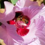 European Honey Bee on a Sturt's Desert Rose, Olive Pink Botanic Garden, Alice Springs, NT
