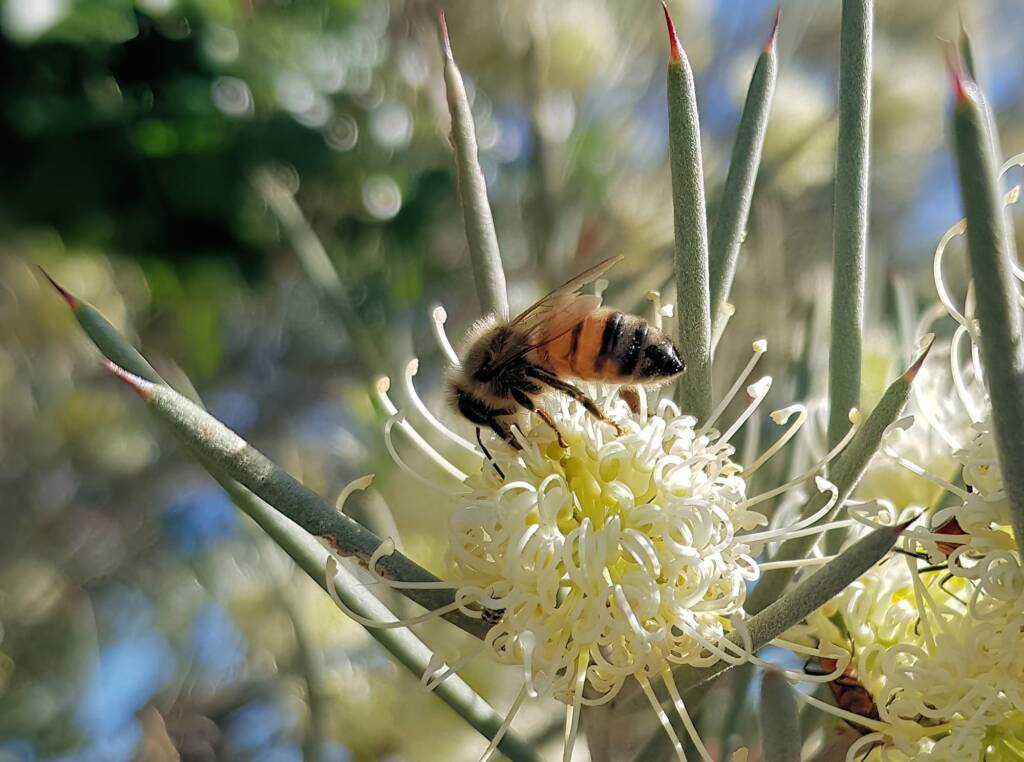 European Honey Bee on Needlewood (Hakea leucoptera), Alice Springs NT