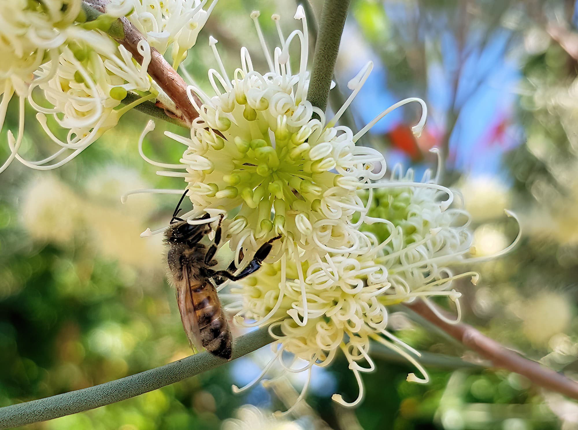 European Honey Bee on Needlewood (Hakea leucoptera), Alice Springs NT