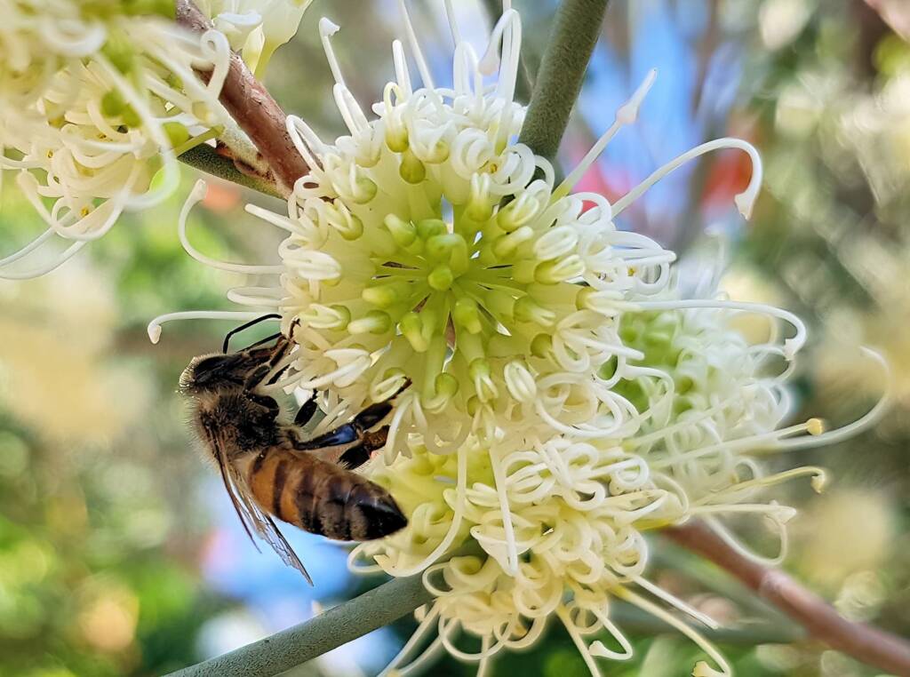 European Honey Bee on Needlewood (Hakea leucoptera), Alice Springs NT