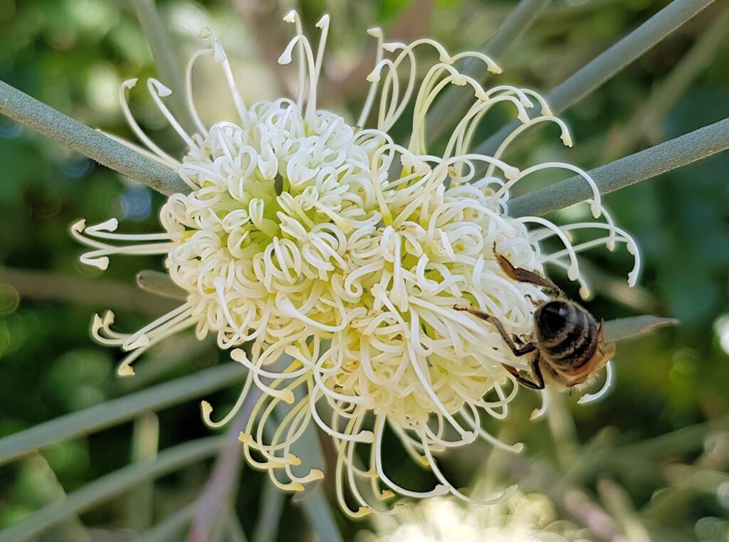 European Honey Bee on Needlewood (Hakea leucoptera), Alice Springs NT