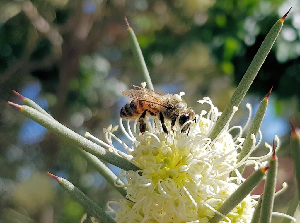 European Honey Bee on Needlewood (Hakea leucoptera), Alice Springs NT