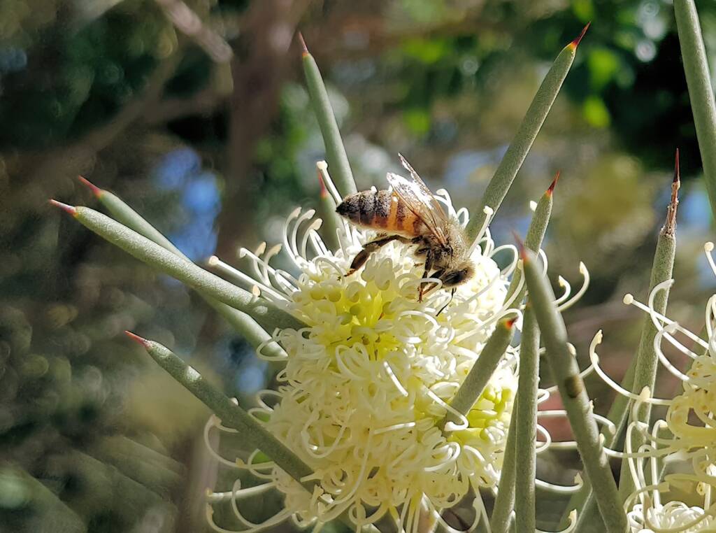 European Honey Bee on Needlewood (Hakea leucoptera), Alice Springs NT