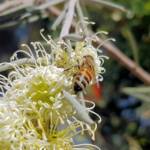 European Honey Bee on Needlewood (Hakea leucoptera), Alice Springs NT