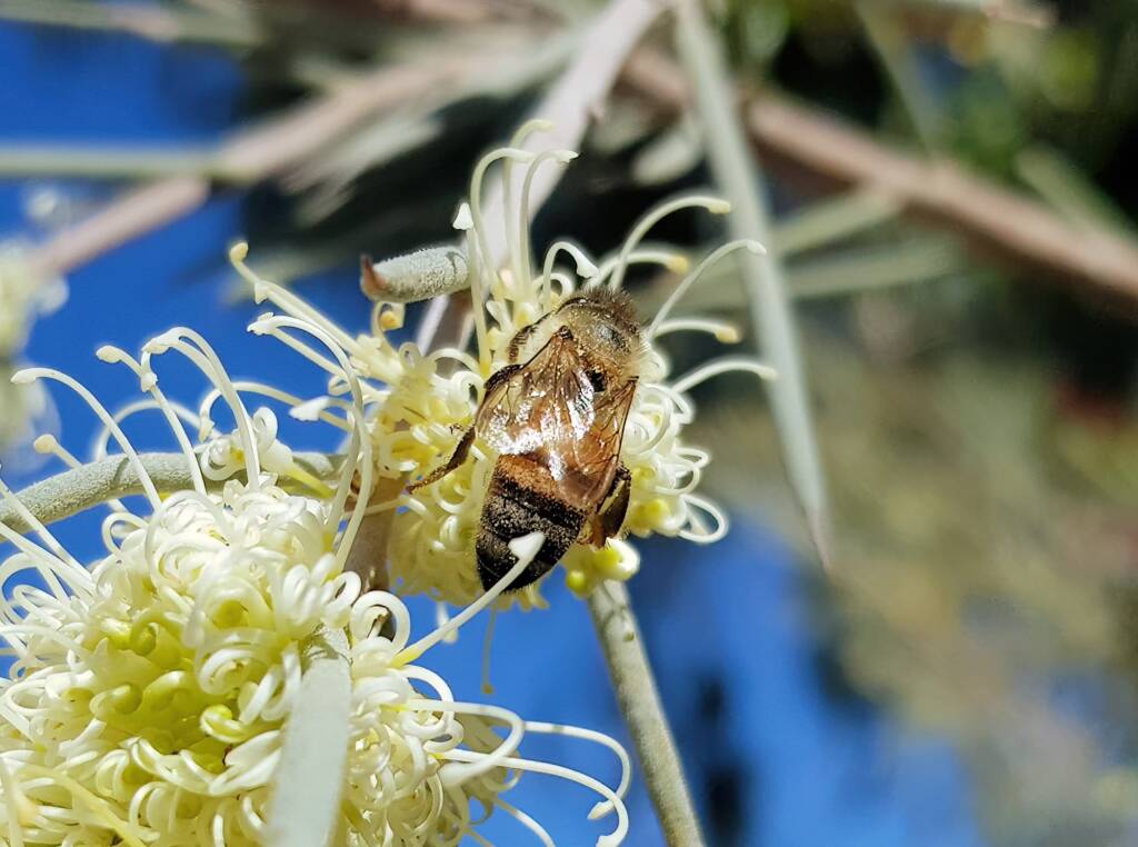 European Honey Bee on Needlewood (Hakea leucoptera), Alice Springs NT