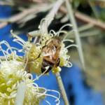 European Honey Bee on Needlewood (Hakea leucoptera), Alice Springs NT