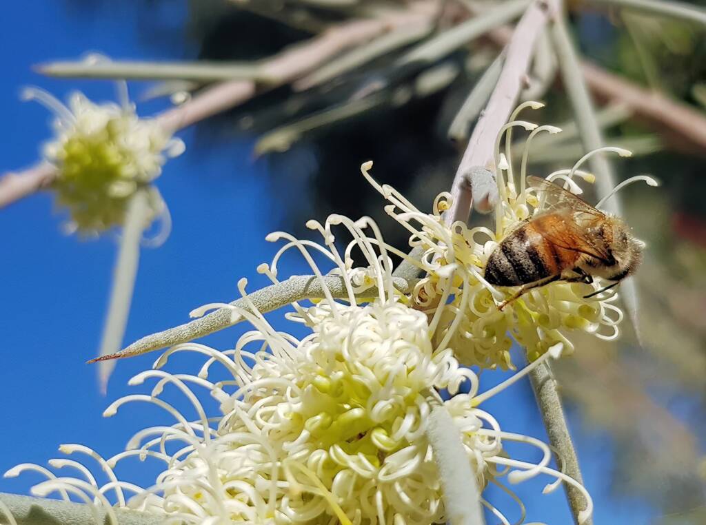 European Honey Bee on Needlewood (Hakea leucoptera), Alice Springs NT