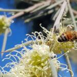 European Honey Bee on Needlewood (Hakea leucoptera), Alice Springs NT