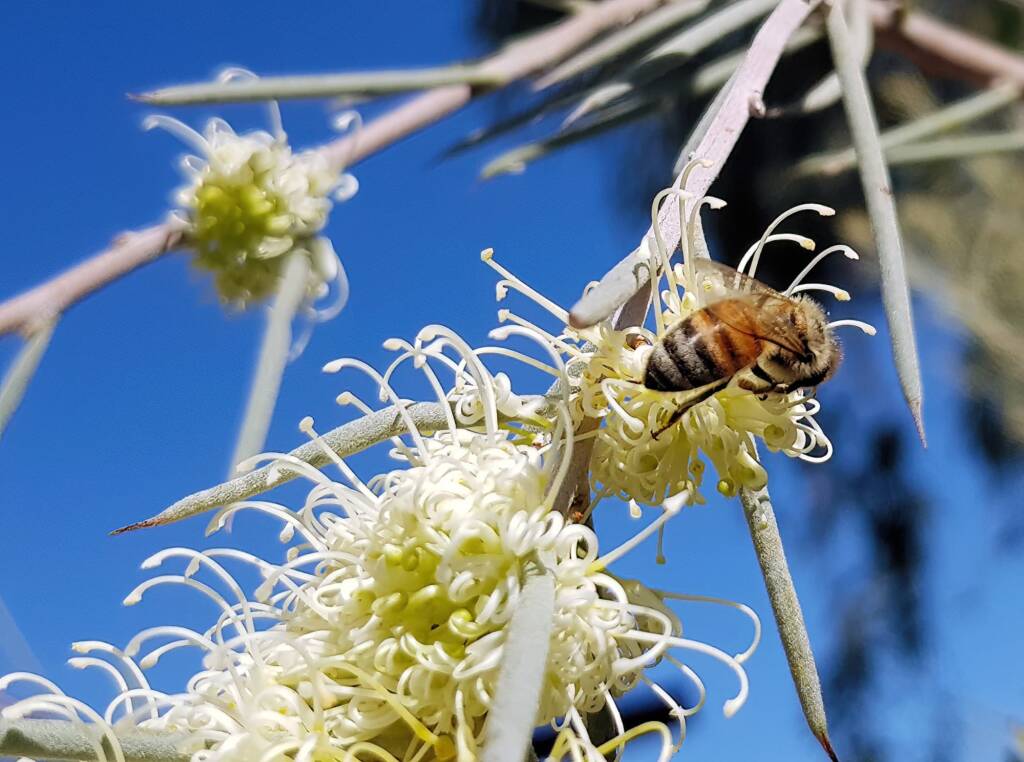 European Honey Bee on Needlewood (Hakea leucoptera), Alice Springs NT