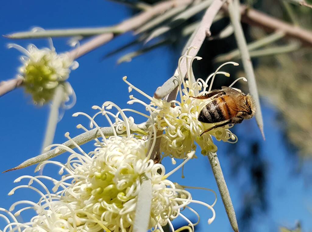European Honey Bee on Needlewood (Hakea leucoptera), Alice Springs NT