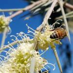 European Honey Bee on Needlewood (Hakea leucoptera), Alice Springs NT