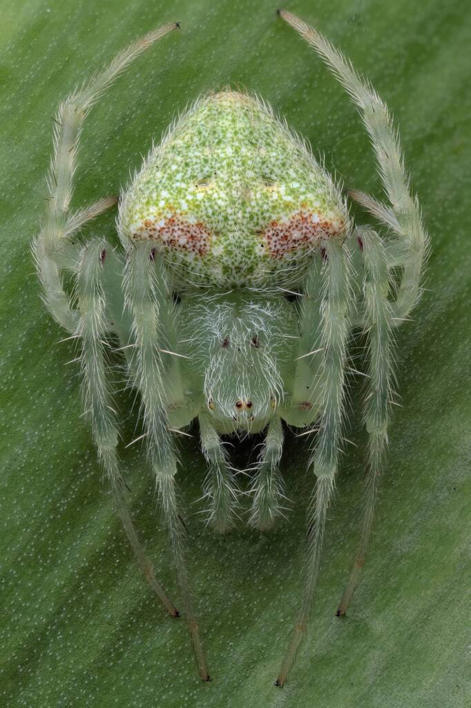 Speckled Orbweaver (Araneus circulissparsus), Central Coast NSW © Michael Doe
