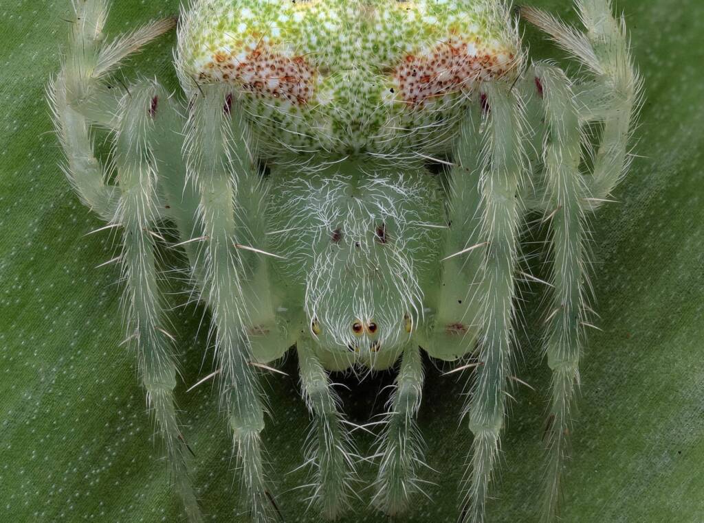 Speckled Orbweaver (Araneus circulissparsus), Central Coast NSW © Michael Doe
