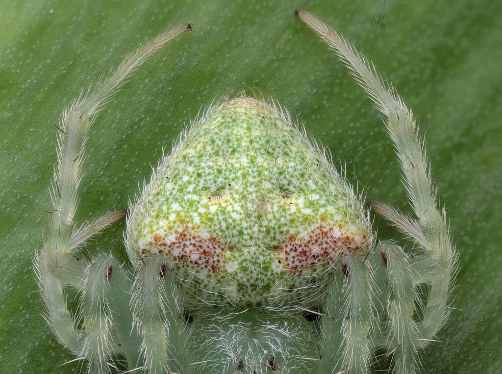 Speckled Orbweaver (Araneus circulissparsus), Central Coast NSW © Michael Doe