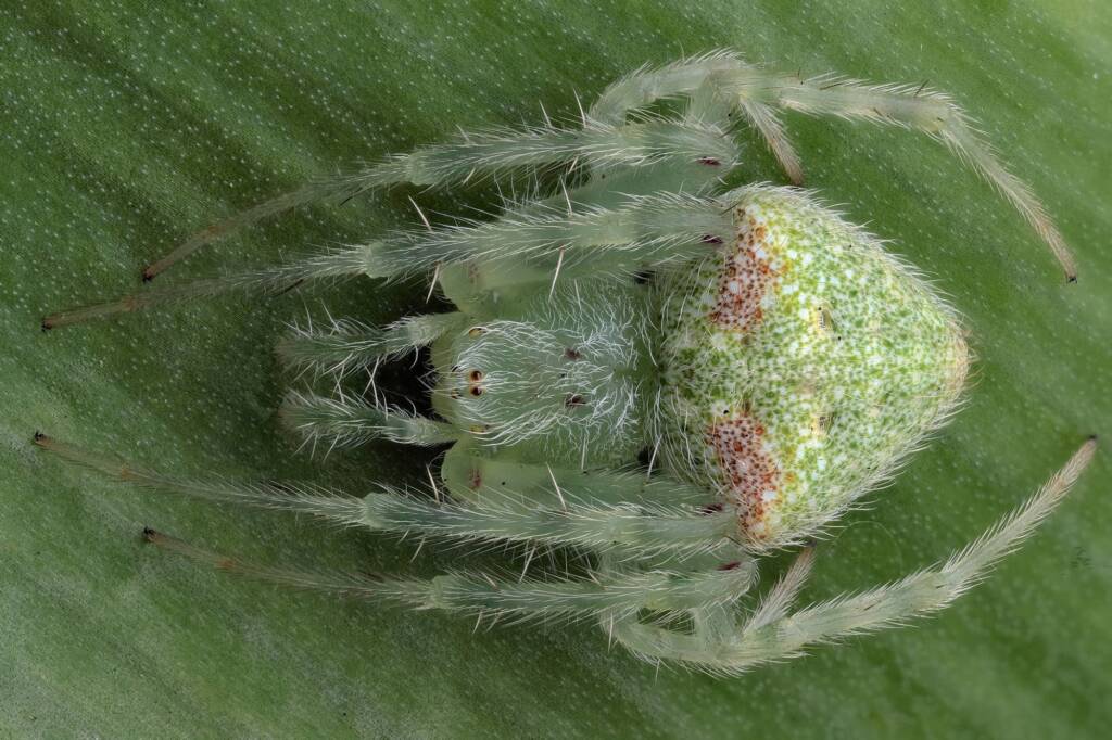 Speckled Orbweaver (Araneus circulissparsus), Central Coast NSW © Michael Doe