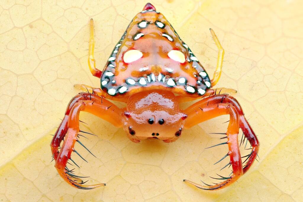 Triangular Spider (Arkys lancearius), NSW © Michael Doe