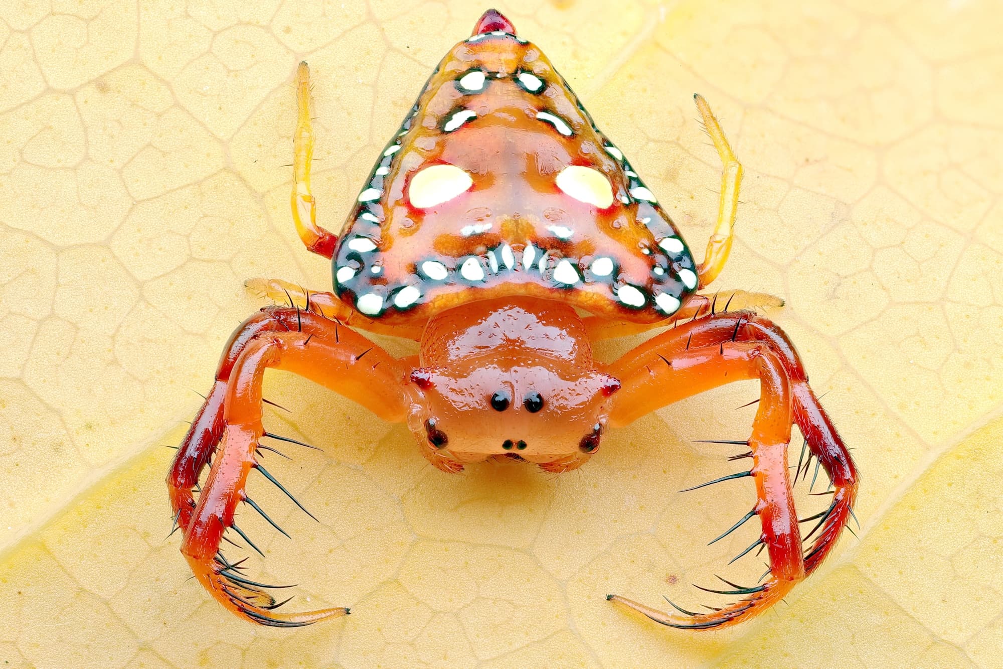 Triangular Spider (Arkys lancearius), NSW © Michael Doe