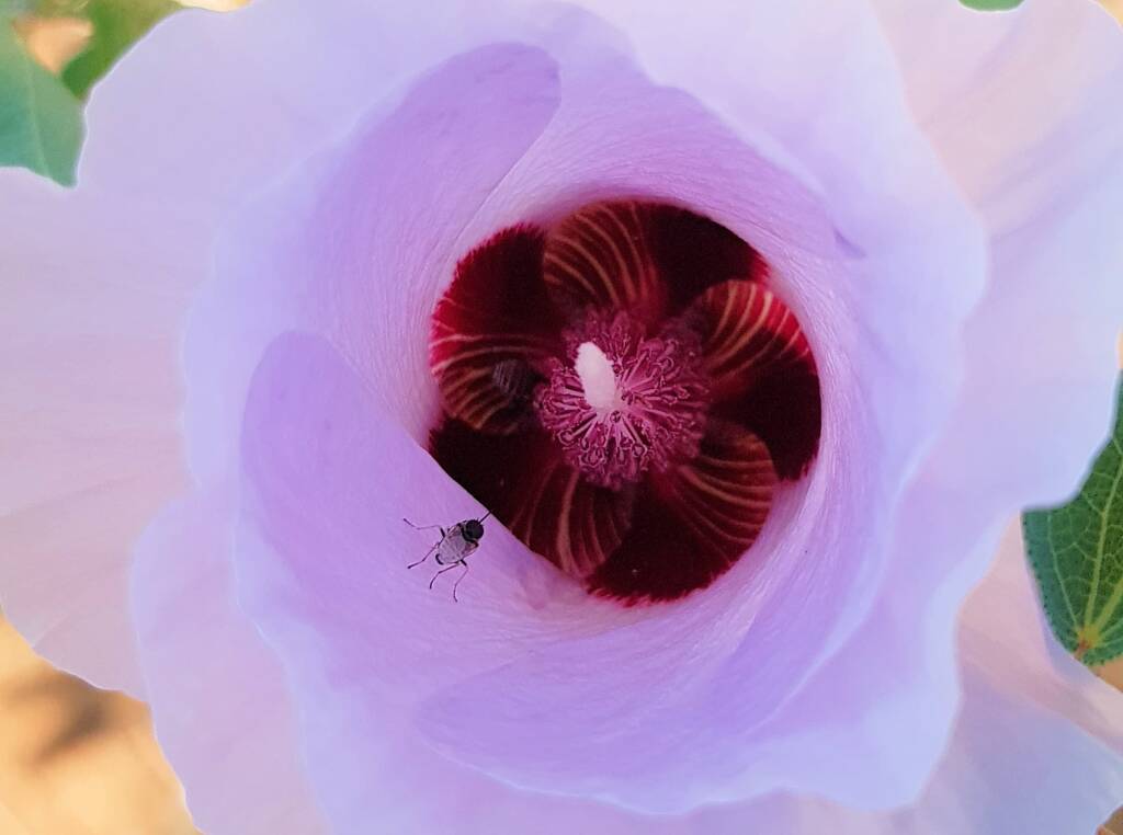 Australiphthiria sp on Sturt’s Desert Rose (Gossypium sturtianum var. sturtianum), Olive Pink Botanic Garden NT