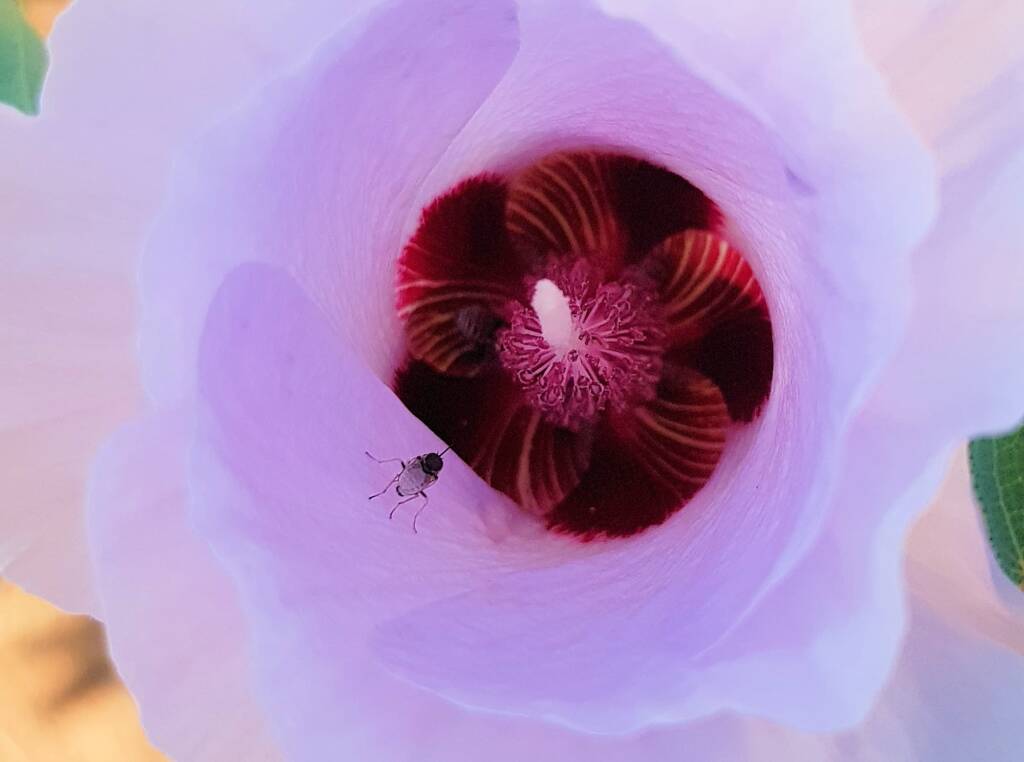 Australiphthiria sp on Sturt’s Desert Rose (Gossypium sturtianum var. sturtianum), Olive Pink Botanic Garden NT