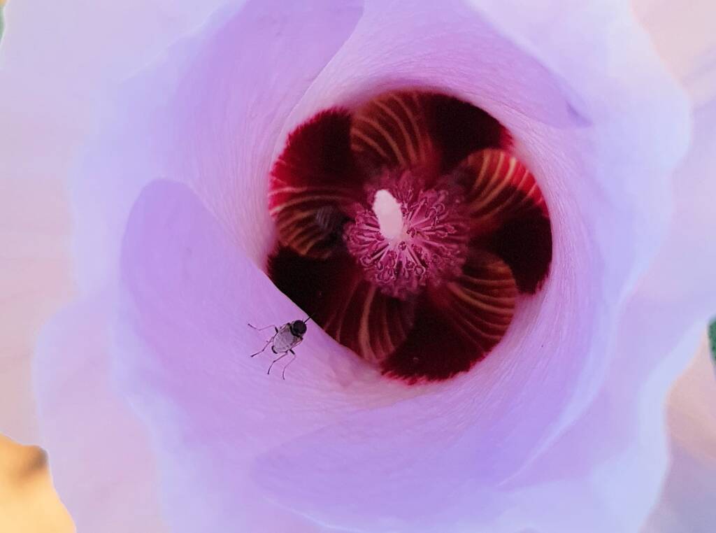 Australiphthiria sp on Sturt’s Desert Rose (Gossypium sturtianum var. sturtianum), Olive Pink Botanic Garden NT