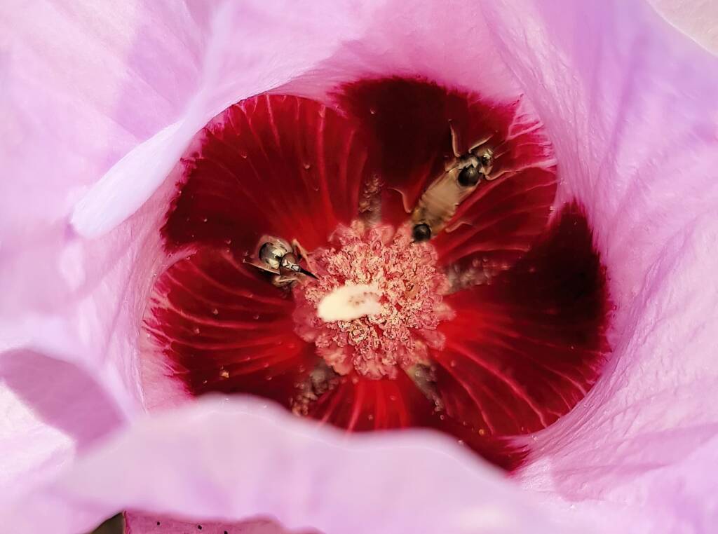 Australiphthiria sp on Sturt’s Desert Rose (Gossypium sturtianum var. sturtianum), Olive Pink Botanic Garden NT