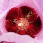Tolkunia hibisci (Micro Bee Fly, family Mythicomyiidae) on flower of Sturt’s Desert Rose (Gossypium sturtianum var. sturtianum), Olive Pink Botanic Garden NT