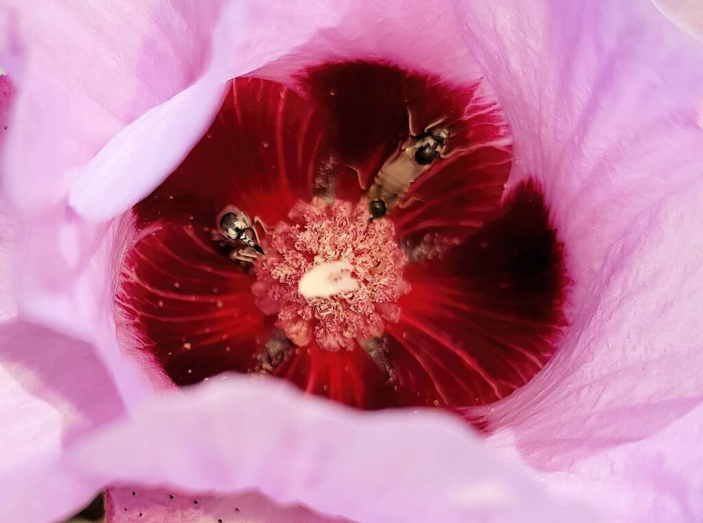 Australiphthiria sp on Sturt’s Desert Rose (Gossypium sturtianum var. sturtianum), Olive Pink Botanic Garden NT