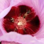 Tolkunia hibisci (Micro Bee Fly, family Mythicomyiidae) on flower of Sturt’s Desert Rose (Gossypium sturtianum var. sturtianum), Olive Pink Botanic Garden NT