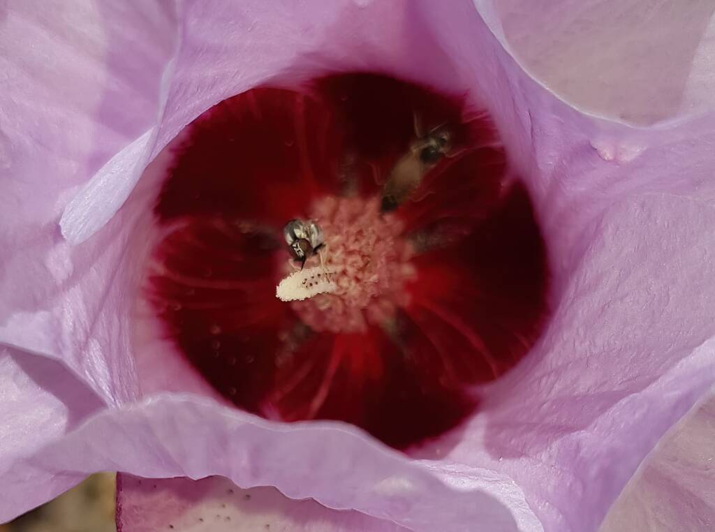 Australiphthiria sp on Sturt’s Desert Rose (Gossypium sturtianum var. sturtianum), Olive Pink Botanic Garden NT