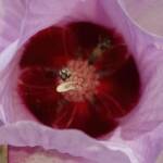 Tolkunia hibisci (Micro Bee Fly, family Mythicomyiidae) on flower of Sturt’s Desert Rose (Gossypium sturtianum var. sturtianum), Olive Pink Botanic Garden NT