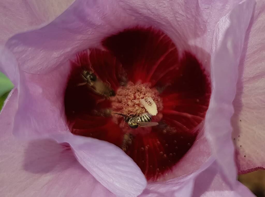 Australiphthiria sp on Sturt’s Desert Rose (Gossypium sturtianum var. sturtianum), Olive Pink Botanic Garden NT