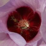 Tolkunia hibisci (Micro Bee Fly, family Mythicomyiidae) on flower of Sturt’s Desert Rose (Gossypium sturtianum var. sturtianum), Olive Pink Botanic Garden NT