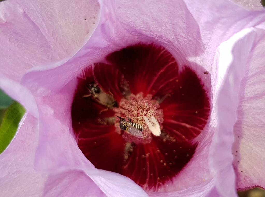 Australiphthiria sp on Sturt’s Desert Rose (Gossypium sturtianum var. sturtianum), Olive Pink Botanic Garden NT