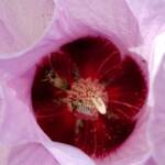 Tolkunia hibisci (Micro Bee Fly, family Mythicomyiidae) on flower of Sturt’s Desert Rose (Gossypium sturtianum var. sturtianum), Olive Pink Botanic Garden NT