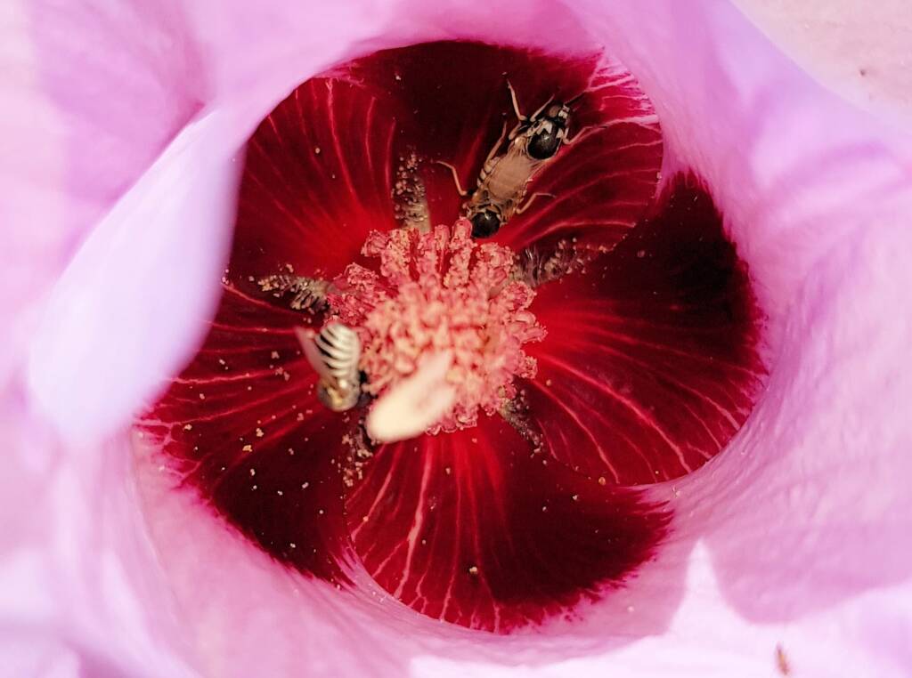 Australiphthiria sp on Sturt’s Desert Rose (Gossypium sturtianum var. sturtianum), Olive Pink Botanic Garden NT