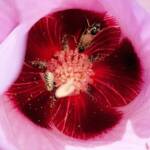 Tolkunia hibisci (Micro Bee Fly, family Mythicomyiidae) on flower of Sturt’s Desert Rose (Gossypium sturtianum var. sturtianum), Olive Pink Botanic Garden NT