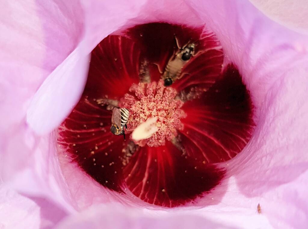 Australiphthiria sp on Sturt’s Desert Rose (Gossypium sturtianum var. sturtianum), Olive Pink Botanic Garden NT