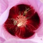 Tolkunia hibisci (Micro Bee Fly, family Mythicomyiidae) on flower of Sturt’s Desert Rose (Gossypium sturtianum var. sturtianum), Olive Pink Botanic Garden NT