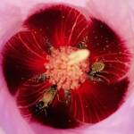 Tolkunia hibisci (Micro Bee Fly, family Mythicomyiidae) on flower of Sturt’s Desert Rose (Gossypium sturtianum var. sturtianum), Olive Pink Botanic Garden NT