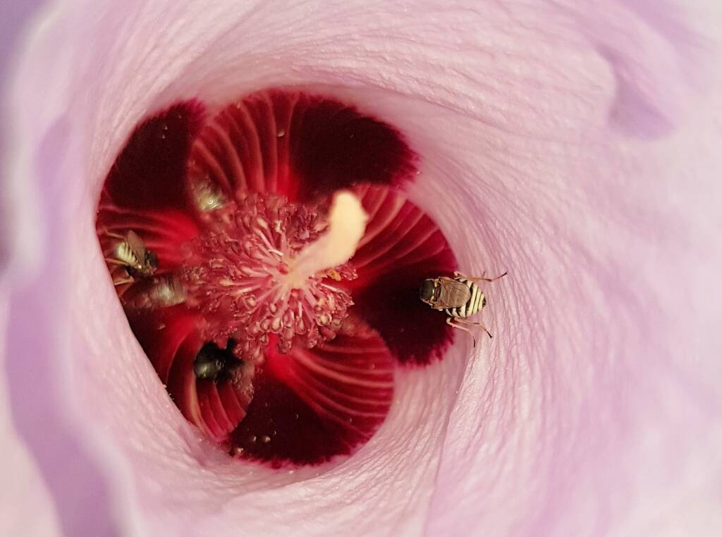 Tolkunia hibisci (Micro Bee Fly, family Mythicomyiidae) on flower of Sturt’s Desert Rose (Gossypium sturtianum var. sturtianum), Olive Pink Botanic Garden NT