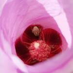 Tolkunia hibisci (Micro Bee Fly, family Mythicomyiidae) on flower of Sturt’s Desert Rose (Gossypium sturtianum var. sturtianum), Olive Pink Botanic Garden NT