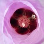 Tolkunia hibisci (Micro Bee Fly, family Mythicomyiidae) on flower of Sturt’s Desert Rose (Gossypium sturtianum var. sturtianum), Olive Pink Botanic Garden NT
