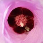 Tolkunia hibisci (Micro Bee Fly, family Mythicomyiidae) on flower of Sturt’s Desert Rose (Gossypium sturtianum var. sturtianum), Olive Pink Botanic Garden NT