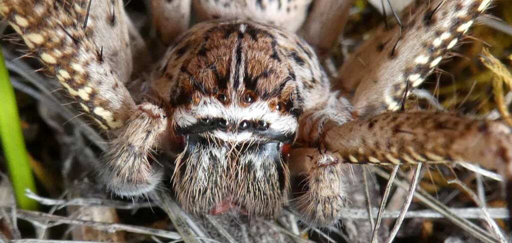 Beautiful Badge Huntsman (Neosparassus calligaster) © Len van der Waag