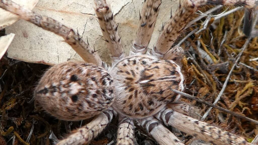 Beautiful Badge Huntsman (Neosparassus calligaster) © Len van der Waag