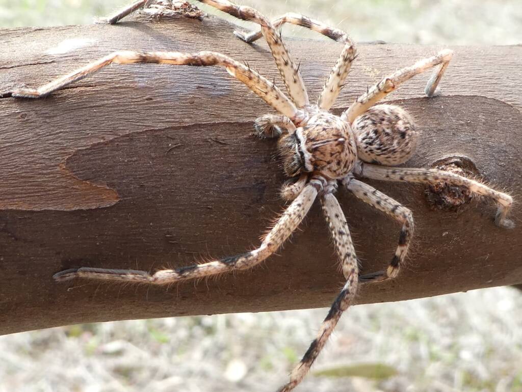 Beautiful Badge Huntsman (Neosparassus calligaster) © Len van der Waag