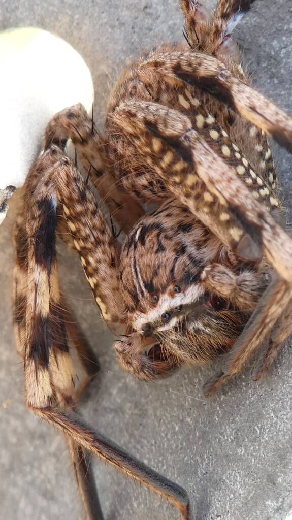 Beautiful Badge Huntsman (Neosparassus calligaster) © Len van der Waag