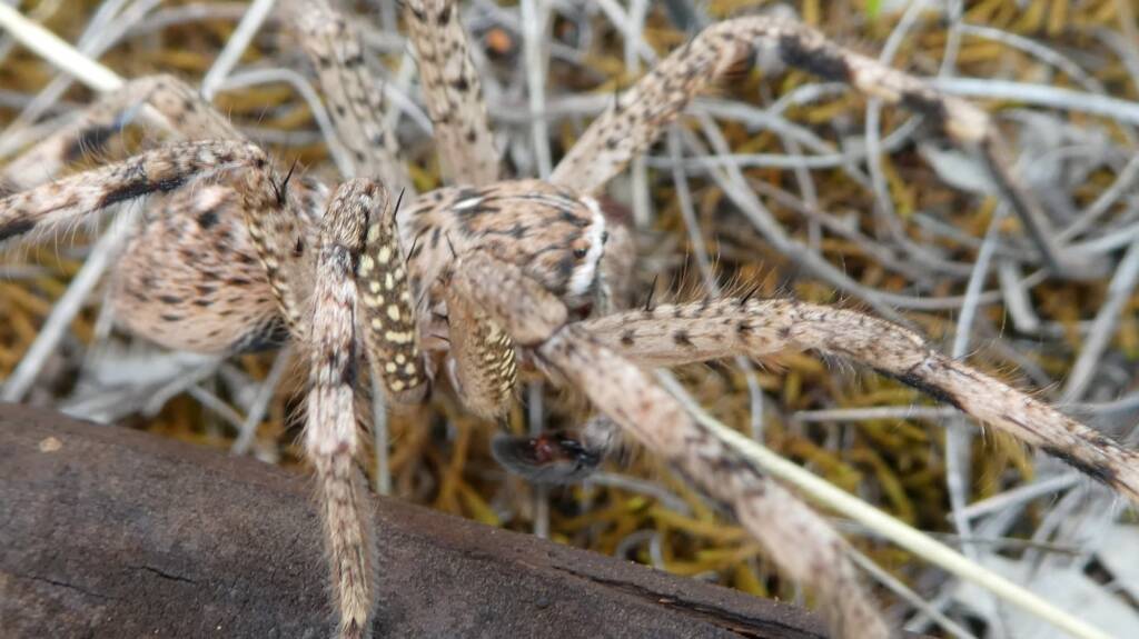 Beautiful Badge Huntsman (Neosparassus calligaster) © Len van der Waag