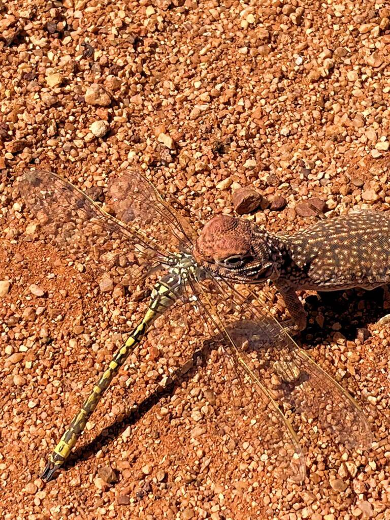 Central-netted Dragon with Australian Emperor Dragonfly at Uluru © Eva Preining